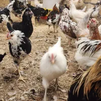 تخم نطفه دار جوجه گلین خالص|حیوانات مزرعه|یزد, |دیوار