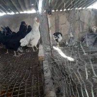 مرغ گلین|حیوانات مزرعه|شیراز, رکن‌آباد|دیوار