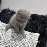 بچه گربه اسکاتیش دبل فولد|گربه|کرج, فاز ۱ مهرشهر|دیوار