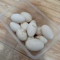 تخم قو غاز و آفریقای نطفه دار