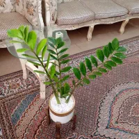 گل‌های زیبای آپارتمانی و بونسای تنه دار