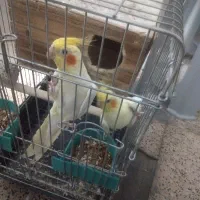 عروس هلندی نرو ماده