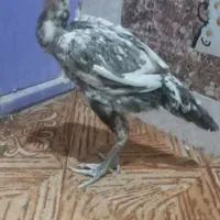 جفت مرغ و  خروس|حیوانات مزرعه|سراوان, |دیوار