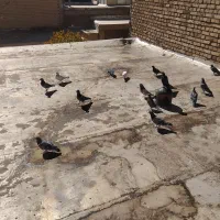 حدود ۱۰ جفت کبوتر سرو سو دار و عتیقه