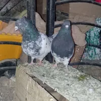 یک جفت کله سیا کاکلی