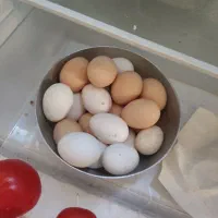 مرغ محلی تخم گذار جوان