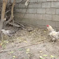 مرغ و خروس ارکانا و ایام سمانی.بوقلمون|حیوانات مزرعه|آمل, |دیوار