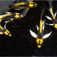 کوی مایان خاص  فروش فوری و معاوضه