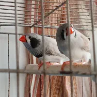 یه جفت فنج سر حال