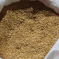 گندم دیمی|گل و گیاه طبیعی|روانسر, |دیوار
