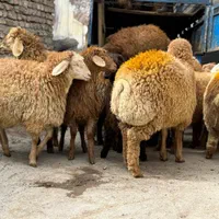 برای عید قربان و گوشت خونه گوسفند زنده|حیوانات مزرعه|تهران, جمهوری|دیوار