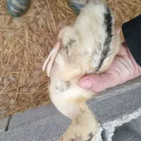 ۱۵۰۰ عدد جوجه اردک پکنی درجه ۱|حیوانات مزرعه|تولم شهر, |دیوار