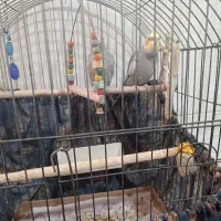 پرنده عروس هلندی