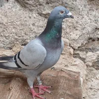 پلاکی