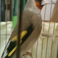 سهره کرمانی  شکاری درجه یک