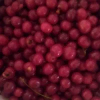 آلبالو فروشی