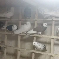 کبوتر بلندپرواز بومهن|پرنده|بومهن, |دیوار