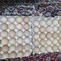 تخم مرغ محلی تازه خونگی