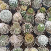 کاکتوس بذری