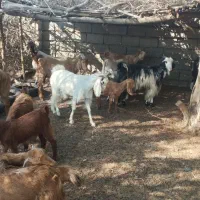 معاوضه با گاو|حیوانات مزرعه|چاه مرید, |دیوار