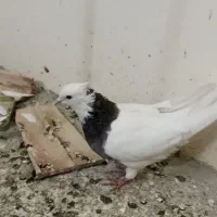 کفتر طوقی نر|پرنده|تهران, امیریه|دیوار