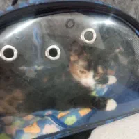 واگذاری گربه ملوس وتمیز