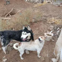 هاسکی اصلی فوری واگذار میشود