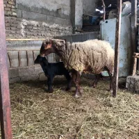 گوسفند داشتی وره مار و ابستن
