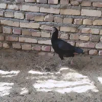 مرغ و خروس