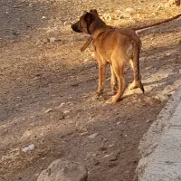 توله سگ سرابی