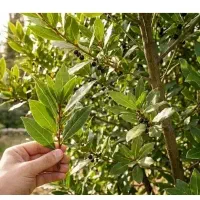 فروش برگ بوی تازه شمال از باغدار