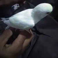 مرغ عشق  رام یک جفت