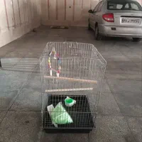 قفس پرنده ۷۰۰ هزار