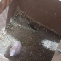 جفت عروس باجوجه|پرنده|مشهد, خواجه ربیع|دیوار