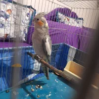 عروس هلندی ماده جوان یک ملیون سالم به شرط