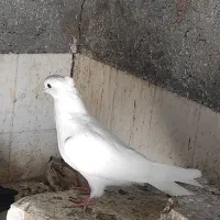 جوجه سفید چشم سفید اراکی|پرنده|جیرفت, |دیوار