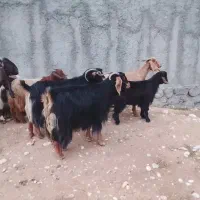 دوبز داشتی مهران