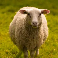 گوسفند زنده به نرخ کشتارگاه