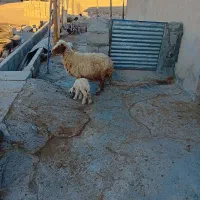 گوسفند و بره نر