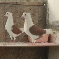 کبوتر پشتدار