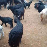 فروش 50راس بز داشتی