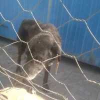 سگ قدر جونی نگهبان سرپرستی