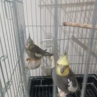 عروس هلندی مولد با جوجه|پرنده|باغستان, |دیوار