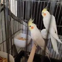 عروس هلندی|پرنده|بهارستان, |دیوار