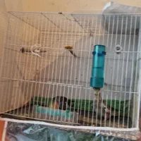 جفت عروس هلندی نر سیامون، ماده، گل باقالی|پرنده|قوچان, |دیوار