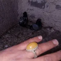 انگشتر فرفره هر دوتا