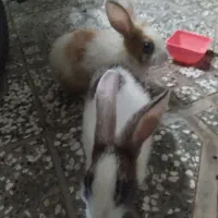 یک جفت خرگوش دوماهه|موش و خرگوش|گنبد کاووس, |دیوار