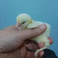 جوجه برهما و اردک|حیوانات مزرعه|مشهد, ویلاشهر|دیوار