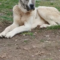 سگ عراقی یک ساله