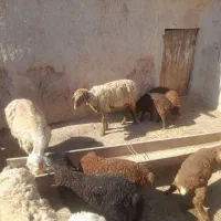 سه عدد میش دوتا میش دوقلو و دوقلو زا و جوان